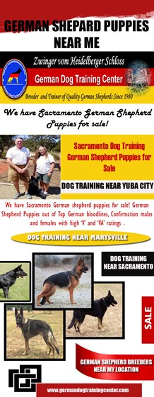 German Shepard Puppies Near Me: German Shepard Puppies Near Me