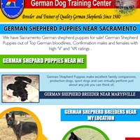 Портфолио German Shepard Puppies Near Me